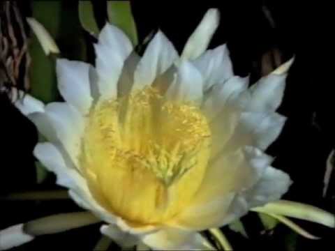 La magica Pianta Regina della Notte: il misterioso fiore che incanta
